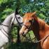 Oak Grove Hunter Pace